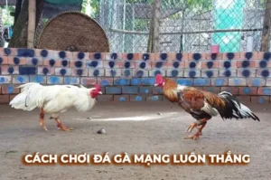 Cách Chơi Đá Gà Sabong Tại 789Club Với Hướng Dẫn Cược Chi Tiết Hiệu Quả