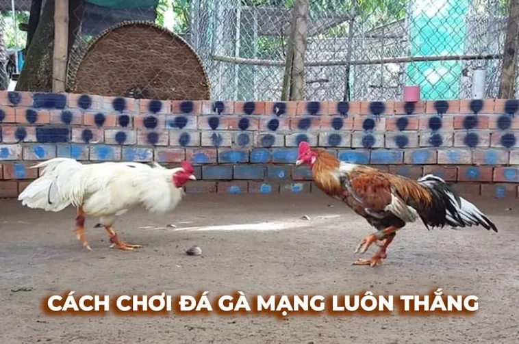 Cách Chơi Đá Gà Sabong Tại 789Club Với Hướng Dẫn Cược Chi Tiết Hiệu Quả